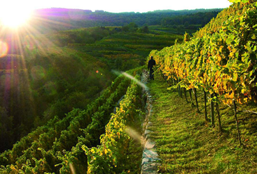 אוסטריה – פנינת היין החבויה של אירופה